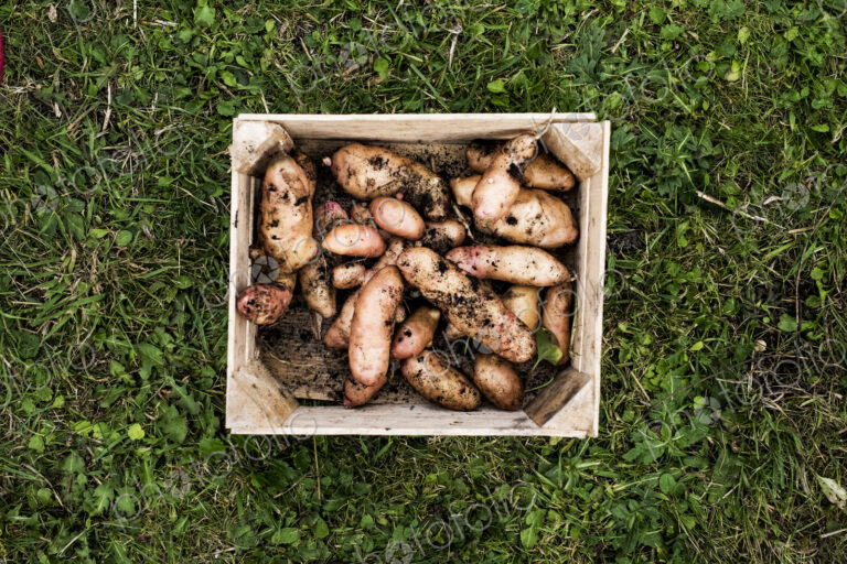 High angle close up of wooden crate with freshly harvested potatoes on a lawn.