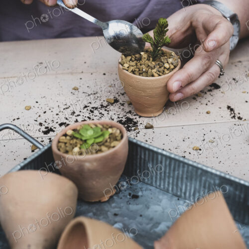 High angle close up person planting succulents in gravel in terracotta pots.