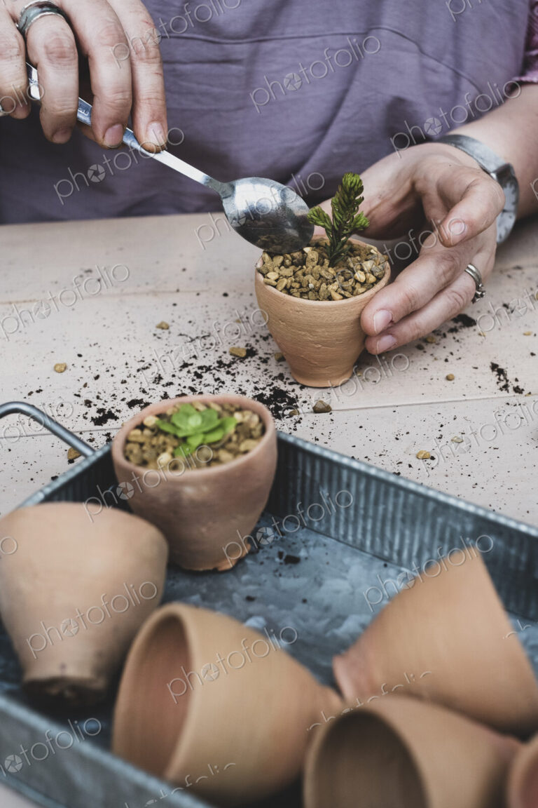 High angle close up person planting succulents in gravel in terracotta pots.