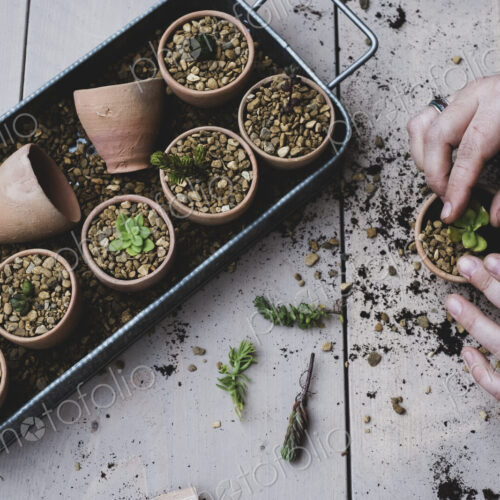 High angle close up person planting succulents in gravel in terracotta pots.