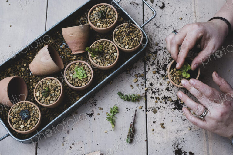 High angle close up person planting succulents in gravel in terracotta pots.