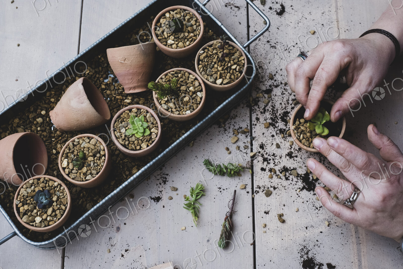 High angle close up person planting succulents in gravel in terracotta pots.