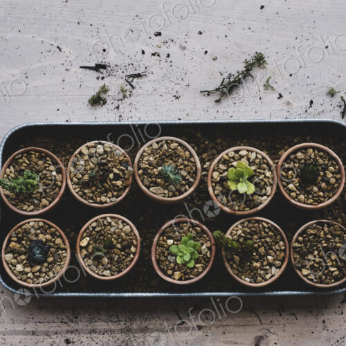 High angle close up tray with succulents planted in gravel in terracotta pots. High angle close up tray with succulents planted in gravel in terracotta pots.