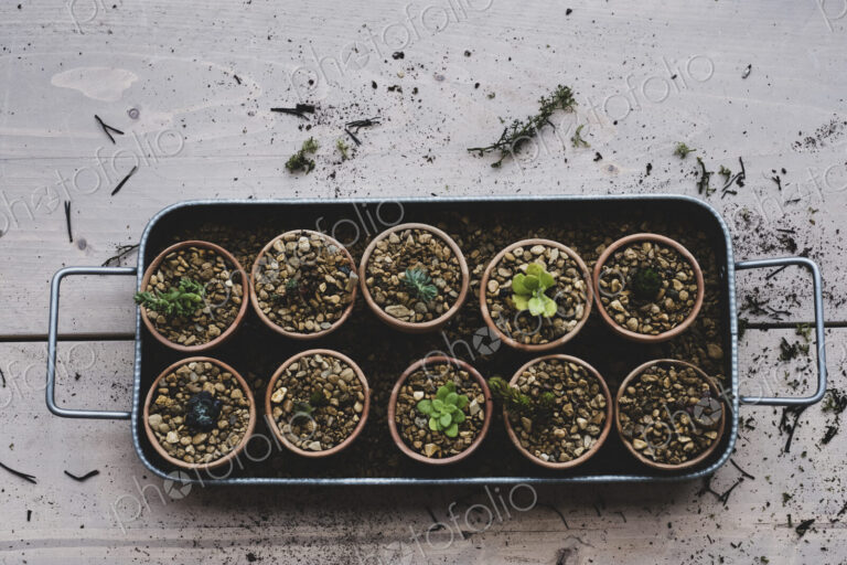 High angle close up tray with succulents planted in gravel in terracotta pots.