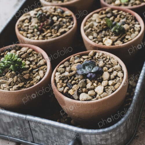High angle close up tray with succulents planted in gravel in terracotta pots.