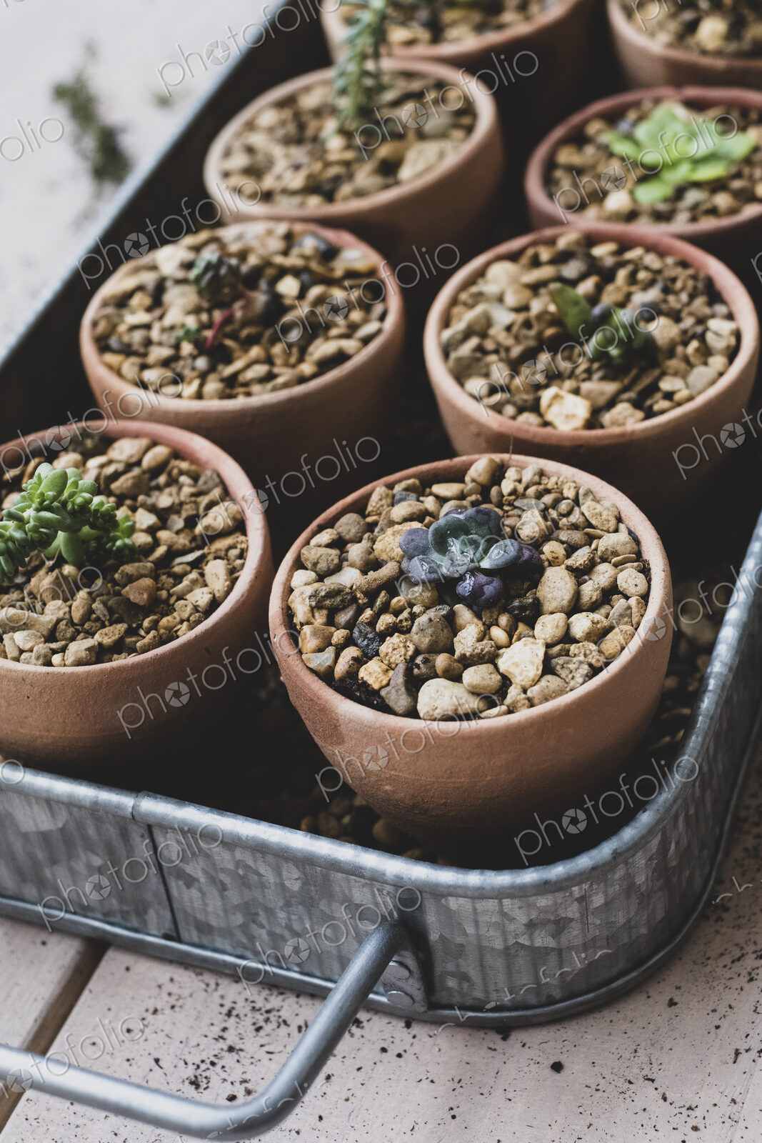 High angle close up tray with succulents planted in gravel in terracotta pots.