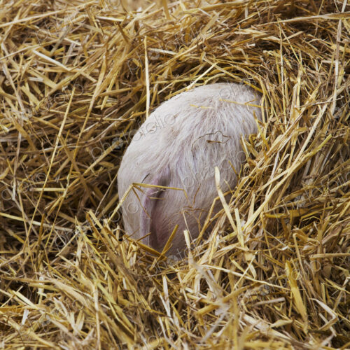 High angle rear view of piglet hiding in a heap of straw.