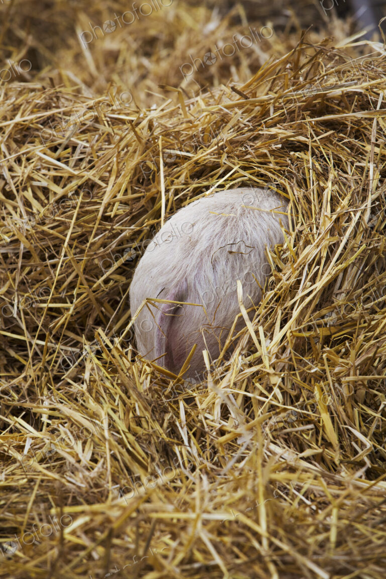 High angle rear view of piglet hiding in a heap of straw.