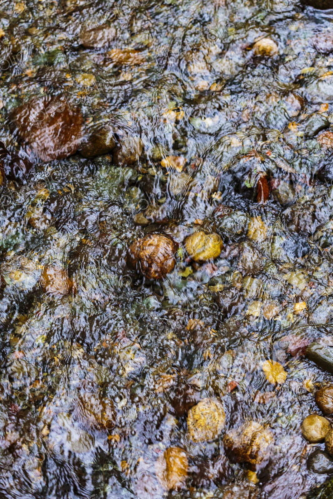 High angle view of Pipers Creek, a revived salmon stream, Carkeek Park