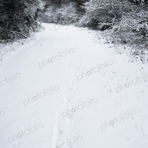 High angle view of animal tracks in the snow on a rural road.