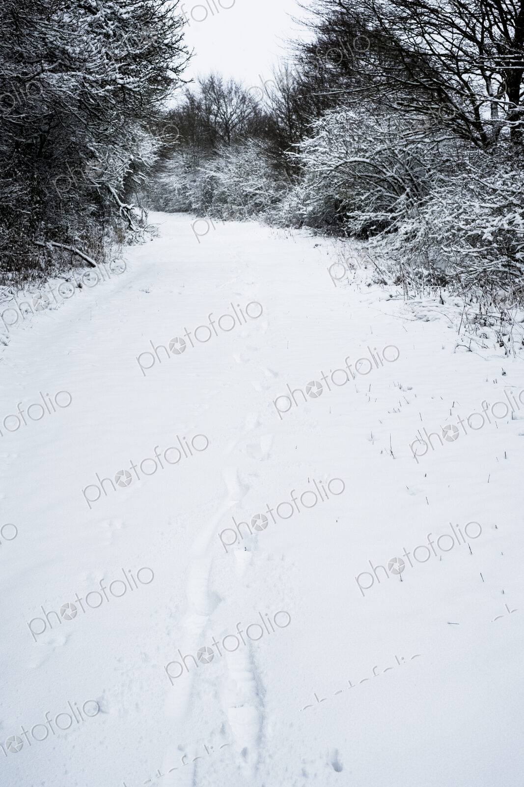 High angle view of animal tracks in the snow on a rural road.