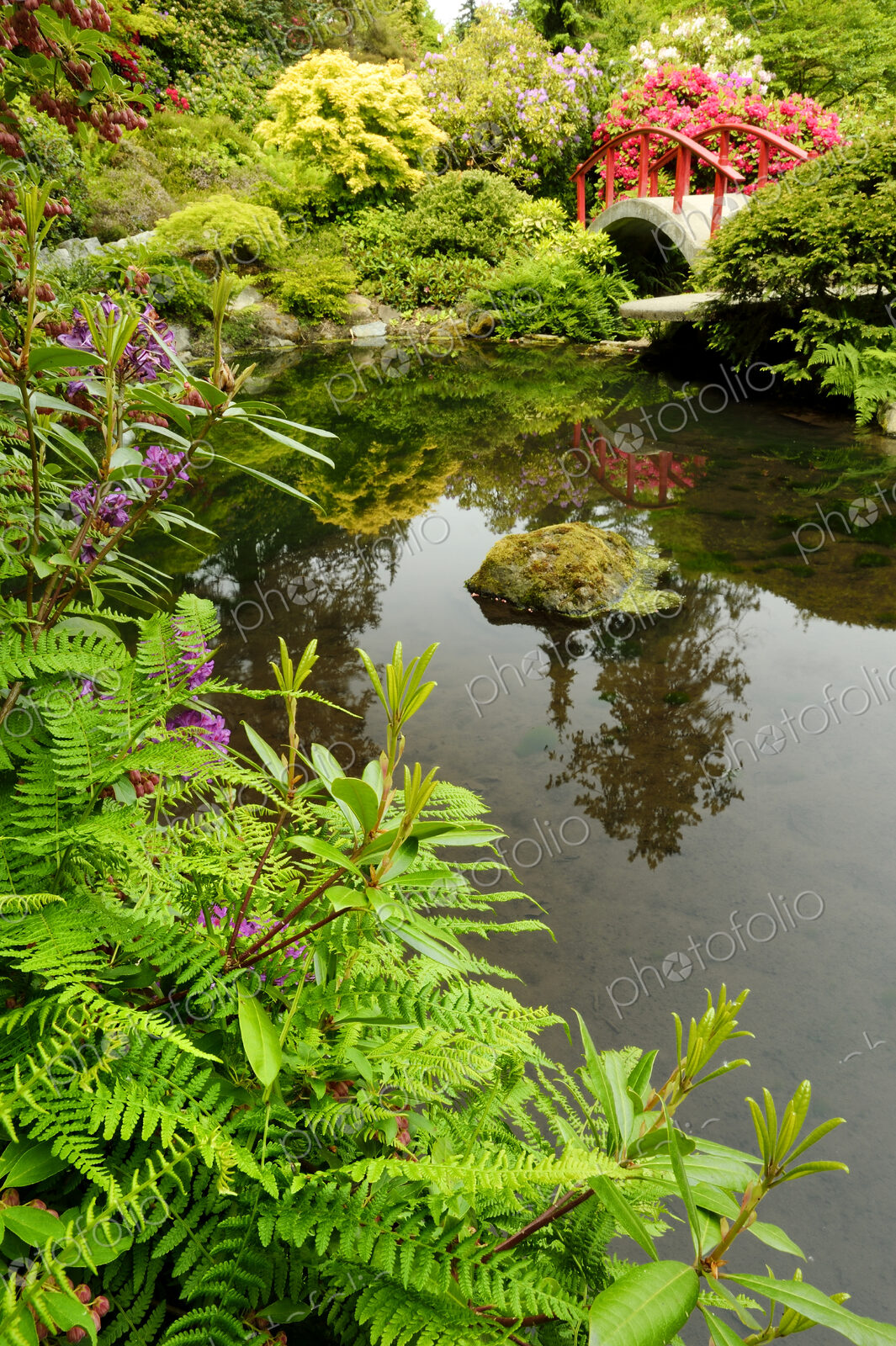 High angle view of bridge and lush plants in park