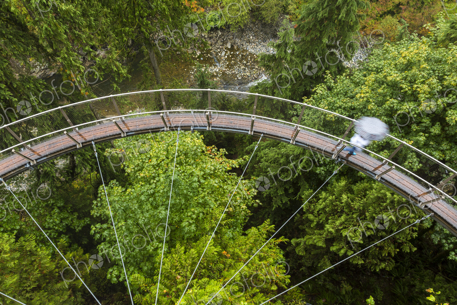 High angle view of curved suspension footbridge over forest tree canopy.