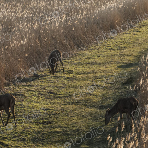 High angle view of deer grazing along a narrow grass trail lined by tall reeds. High angle view of deer grazing along a narrow grass trail lined by tall reeds.