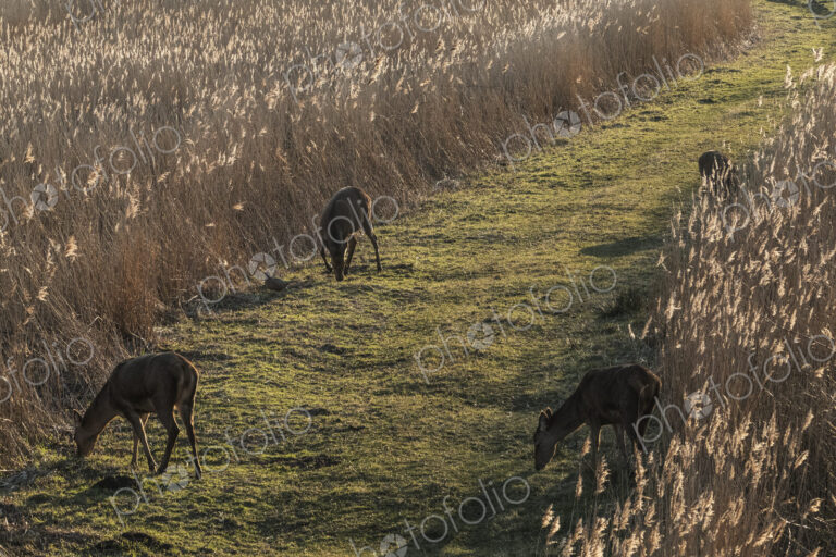 High angle view of deer grazing along a narrow grass trail lined by tall reeds.