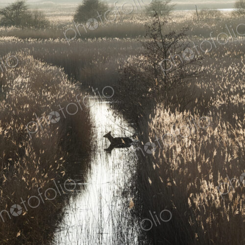 High angle view of deer in a narrow stream lined by tall reeds. High angle view of deer in a narrow stream lined by tall reeds.