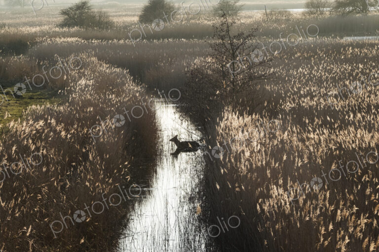 High angle view of deer in a narrow stream lined by tall reeds.