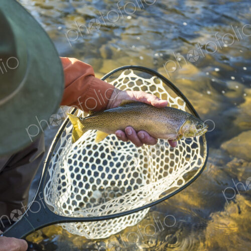 High angle view of fisherman taking freshly caught trout out of fishing net. High angle view of fisherman taking freshly caught trout out of fishing net.