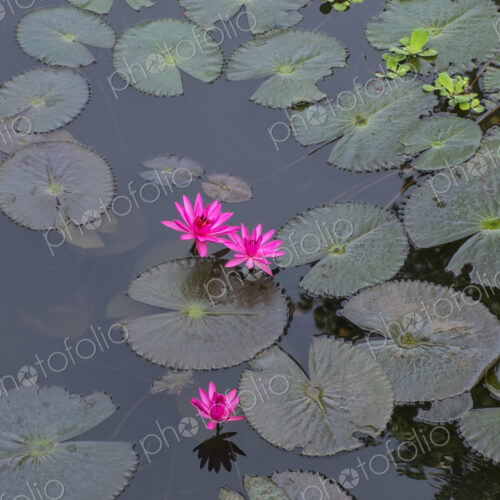 High angle view of flowers and lily pads on still pond