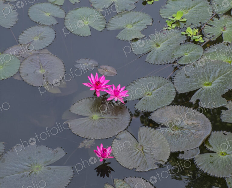 High angle view of flowers and lily pads on still pond