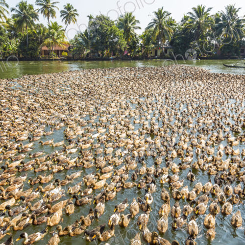 High angle view of large flock of ducks on a river.