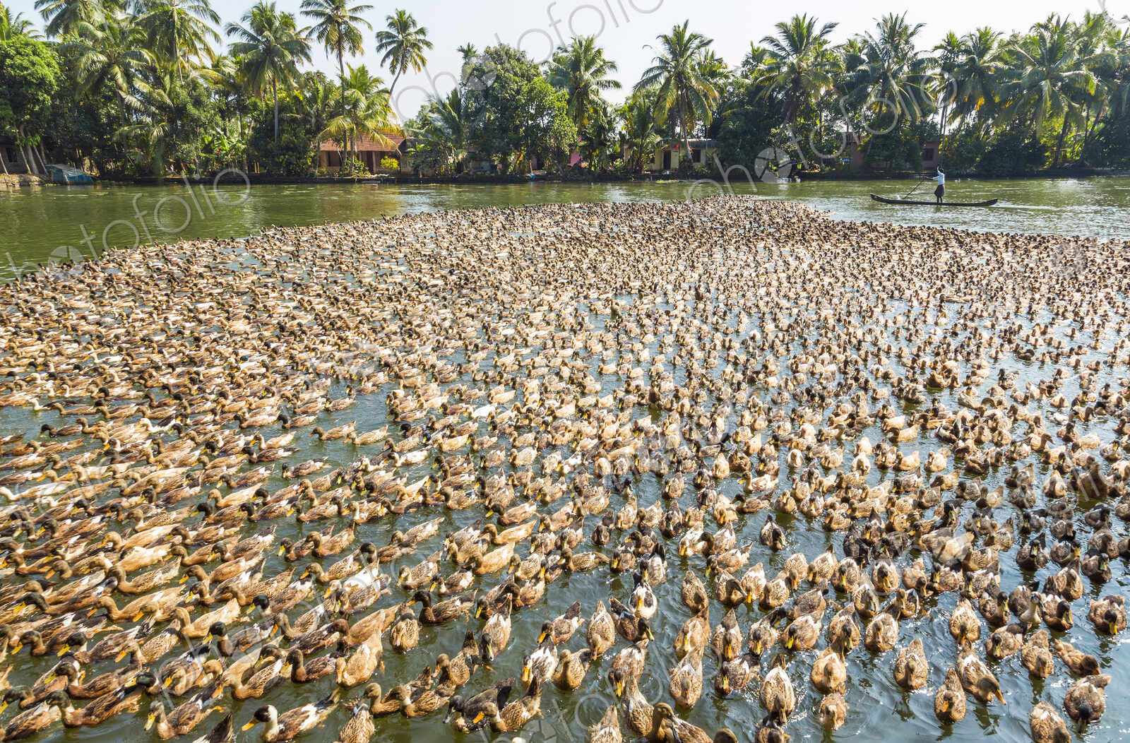 High angle view of large flock of ducks on a river.