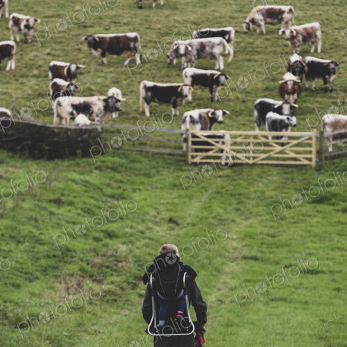 High angle view of man carrying child on his back walking towards a pasture with herd…