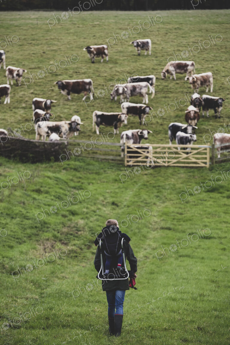 High angle view of man carrying child on his back walking towards a pasture with herd…