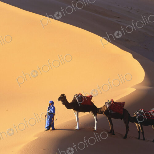 High angle view of man leading three camels through a desert. High angle view of man leading three camels through a desert.