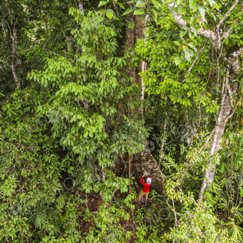 High angle view of man standing at bottom of large tropical tree in a rain forest. High angle view of man standing at bottom of large tropical tree in a rain forest.