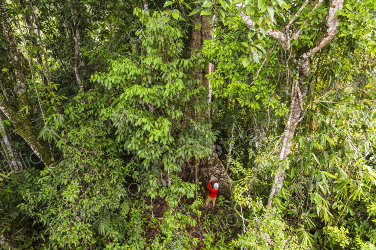 High angle view of man standing at bottom of large tropical tree in a rain forest.
