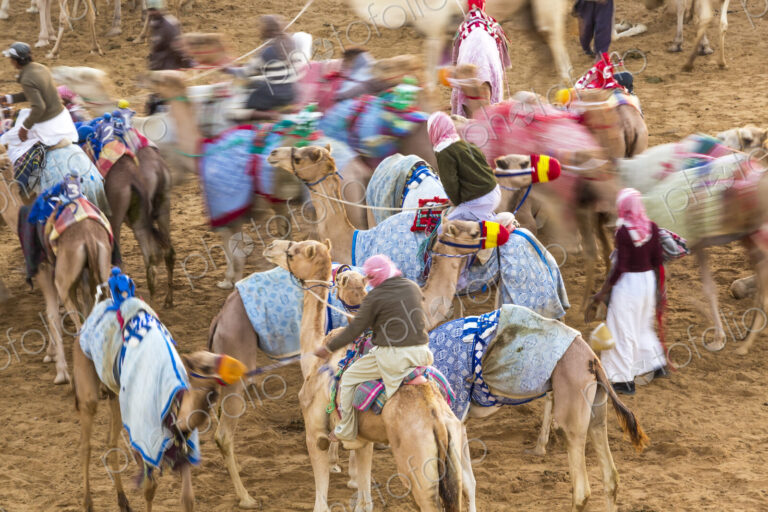 High angle view of people riding on camels with colourful saddles along a dusty road.