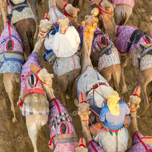 High angle view of people riding on camels with colourful saddles along a dusty road. High angle view of people riding on camels with colourful saddles along a dusty road.