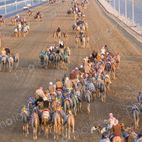 High angle view of people riding on camels with colourful saddles along a dusty road. High angle view of people riding on camels with colourful saddles along a dusty road.