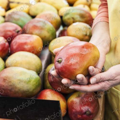 High angle view of person holding fresh mango at a fruit and vegetable market. High angle view of person holding fresh mango at a fruit and vegetable market.
