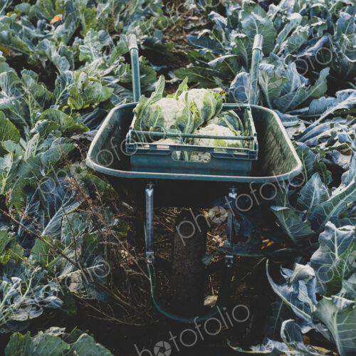 High angle view of plastic crate with freshly harvested cauliflower in a wheelbarrow. High angle view of plastic crate with freshly harvested cauliflower in a wheelbarrow.