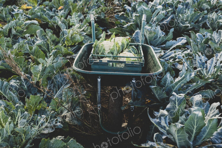 High angle view of plastic crate with freshly harvested cauliflower in a wheelbarrow.