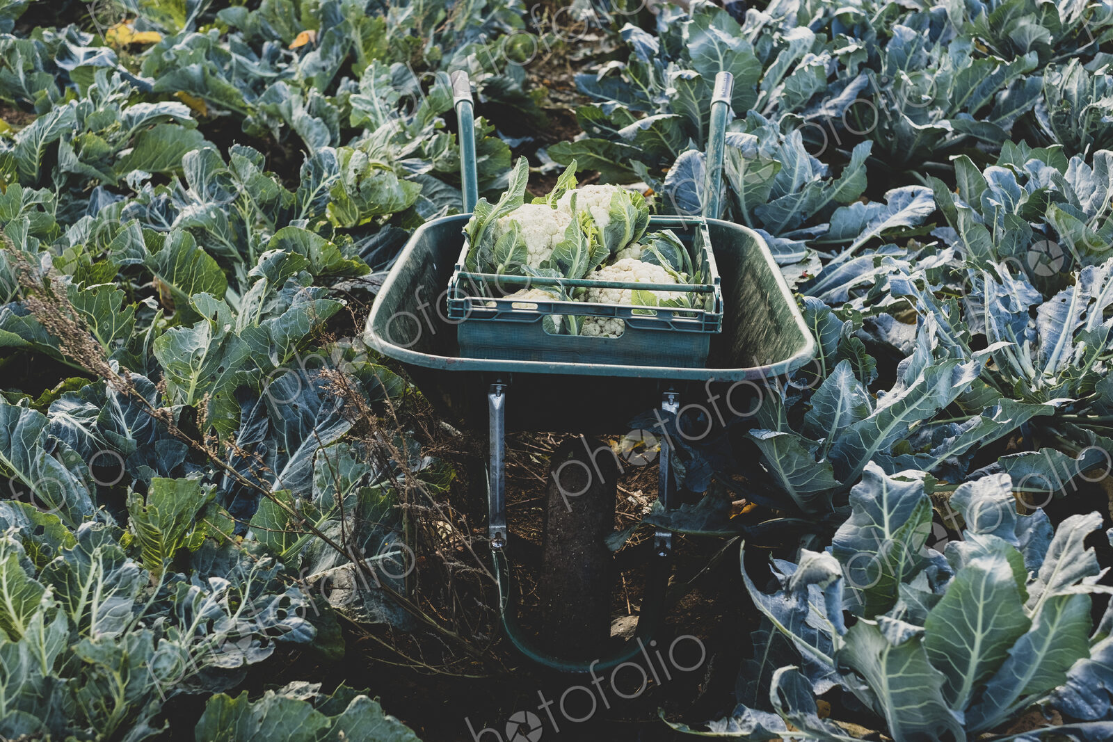 High angle view of plastic crate with freshly harvested cauliflower in a wheelbarrow.