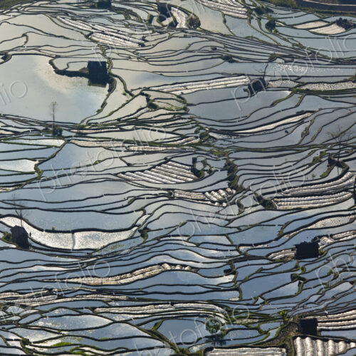 High angle view of reflections off water filled rice terraces. High angle view of reflections off water filled rice terraces.