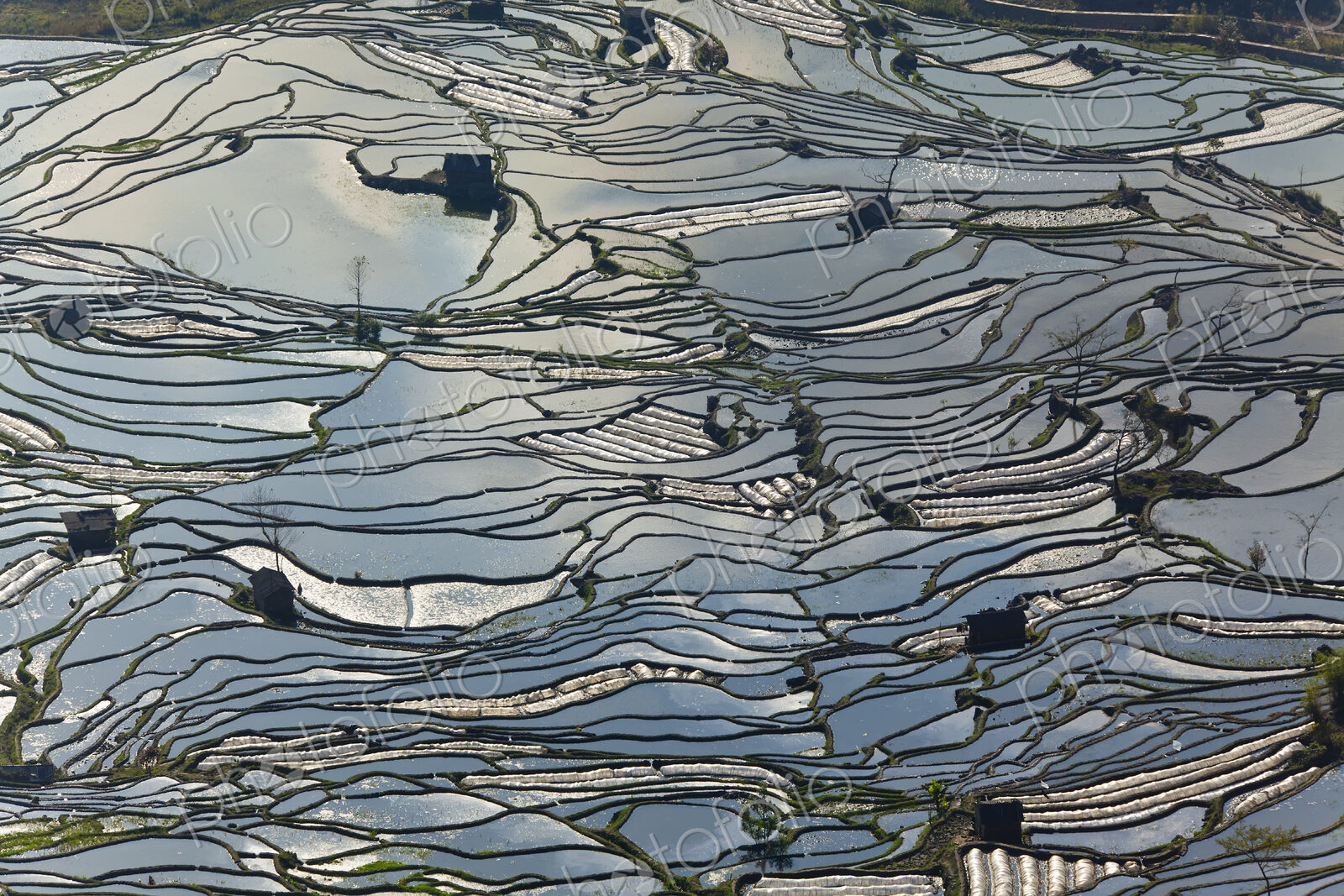 High angle view of reflections off water filled rice terraces.