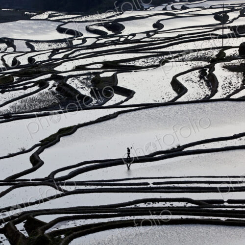 High angle view of reflections off water filled rice terraces. High angle view of reflections off water filled rice terraces.