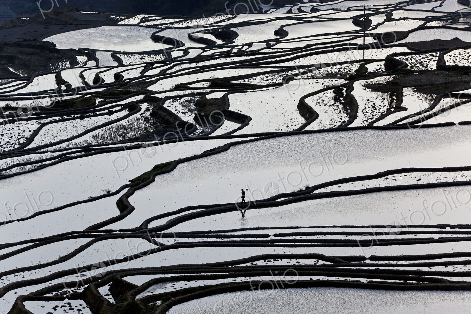 High angle view of reflections off water filled rice terraces.