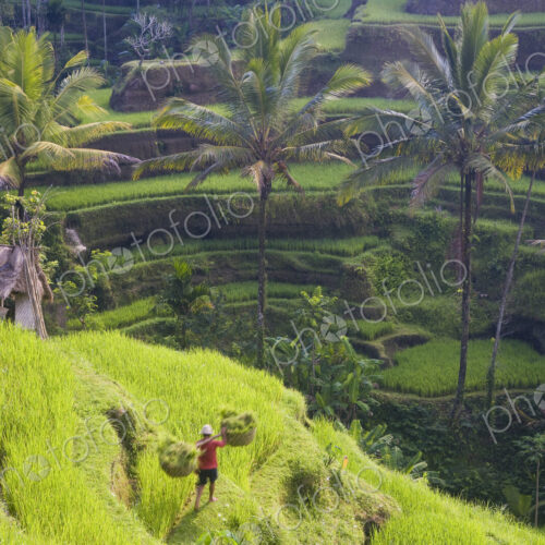 High angle view of terraced rice fields, man walking down path, carrying baskets on… High angle view of terraced rice fields, man walking down path, carrying baskets on…