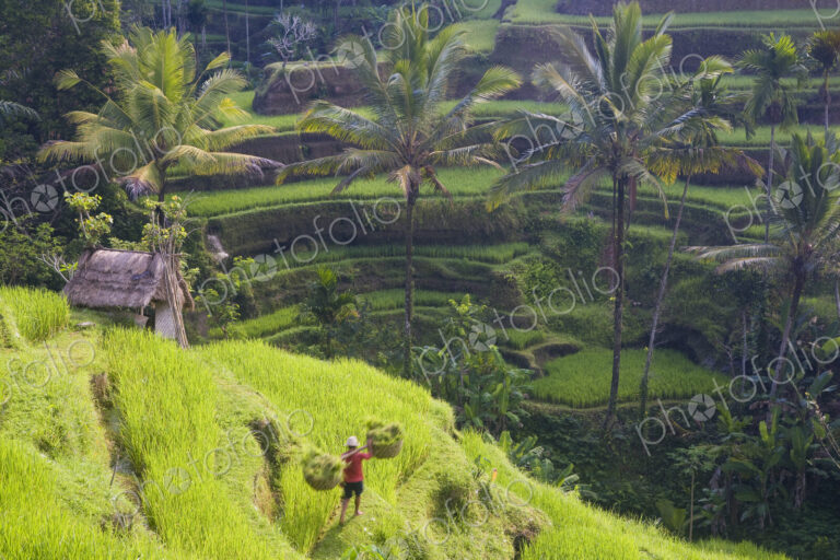 High angle view of terraced rice fields, man walking down path, carrying baskets on…