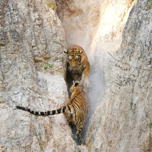 High angle view of two tigers in a narrow gorge. High angle view of two tigers in a narrow gorge.