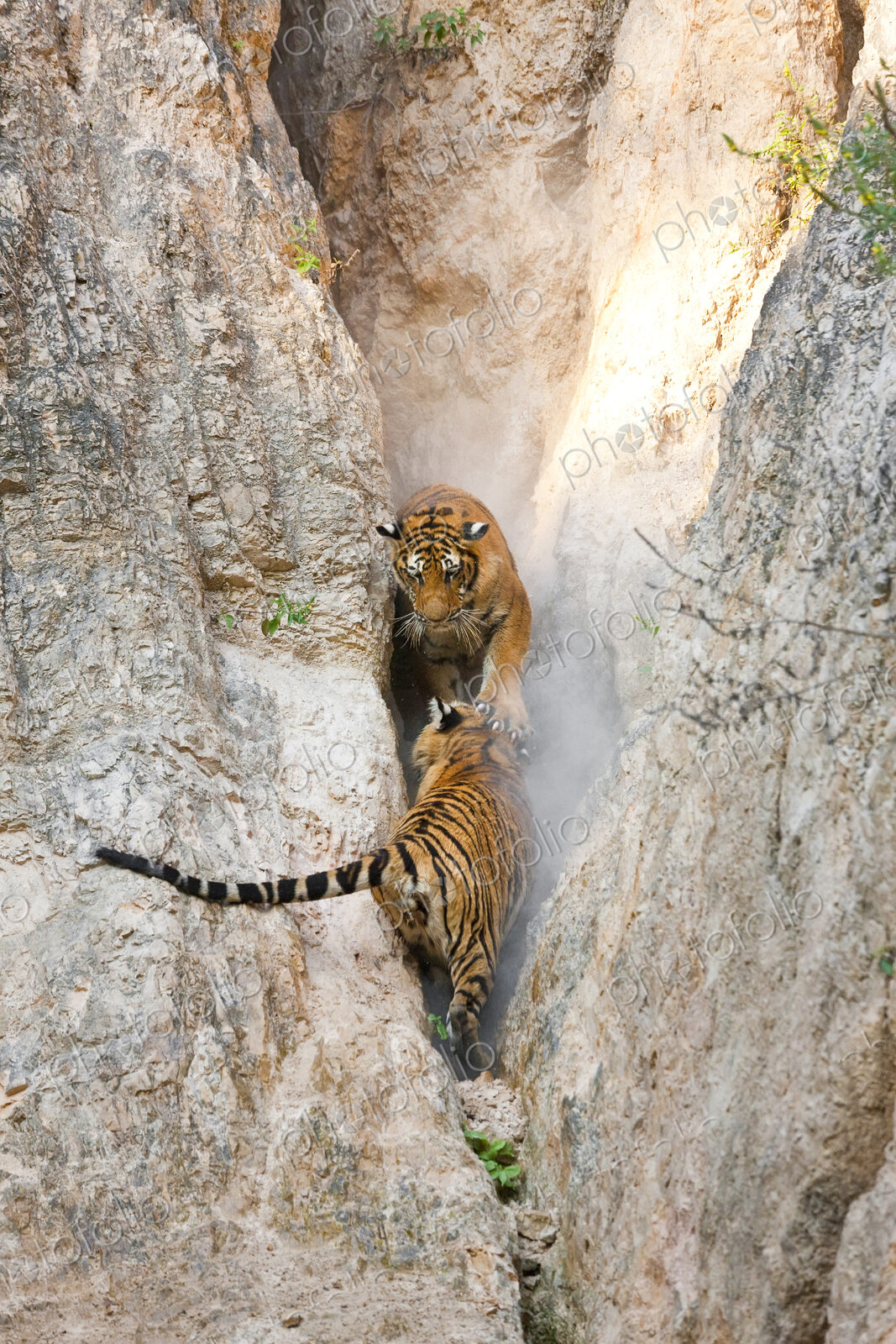 High angle view of two tigers in a narrow gorge.