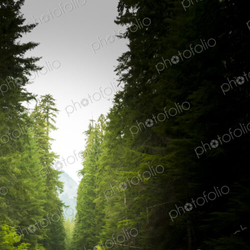 Highway 120 in Mount Rainier National Park, view along a straight two lane road lined… Highway 120 in Mount Rainier National Park, view along a straight two lane road lined…