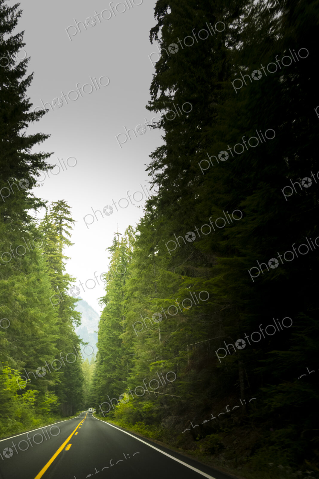 Highway 120 in Mount Rainier National Park, view along a straight two lane road lined…