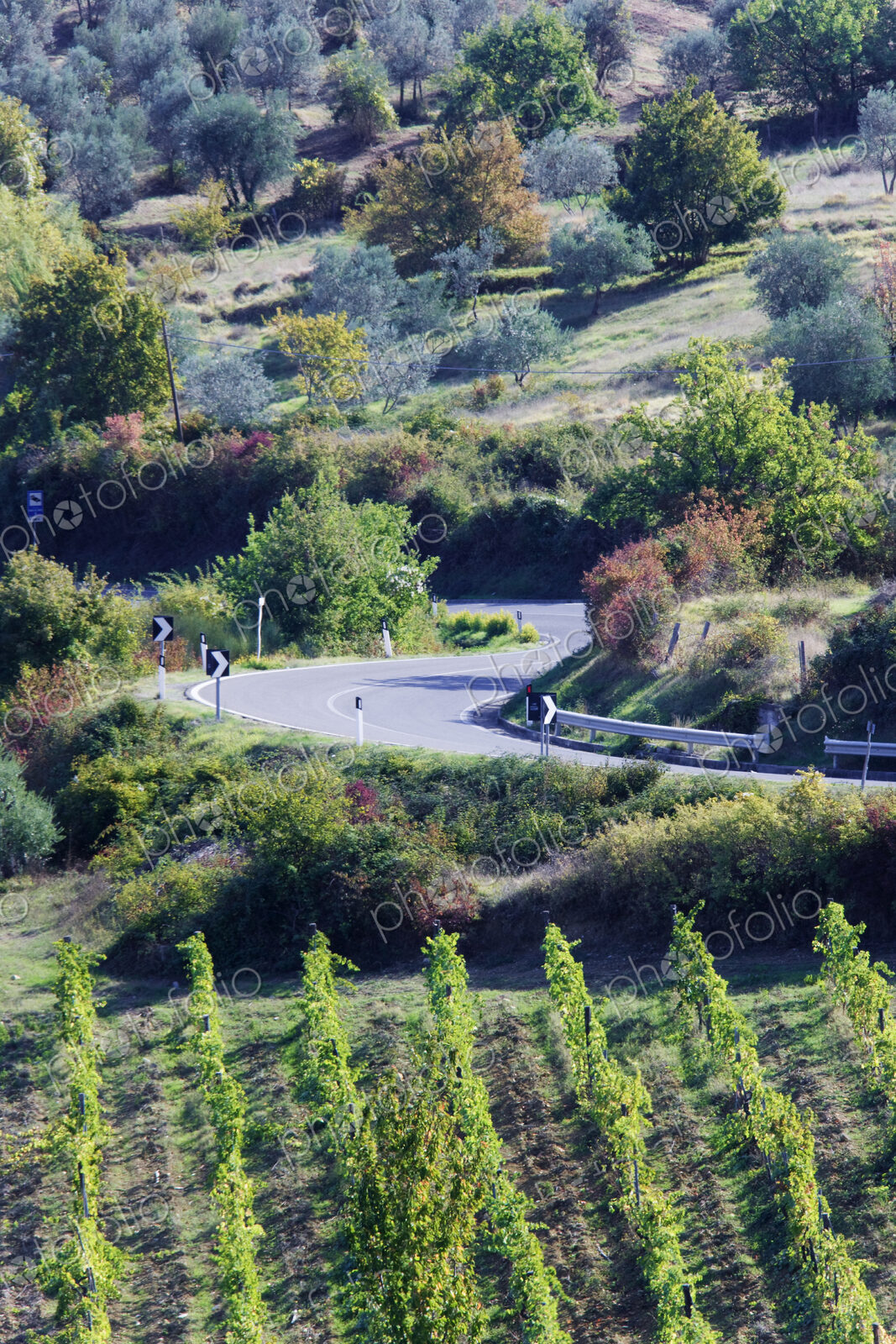 Highway in rural landscape with vines.
