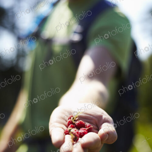 Hiker on Trail with Native Raspberries